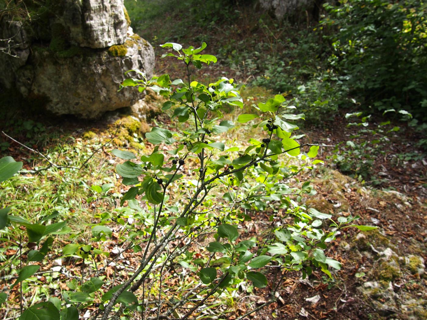Buckthorn plant